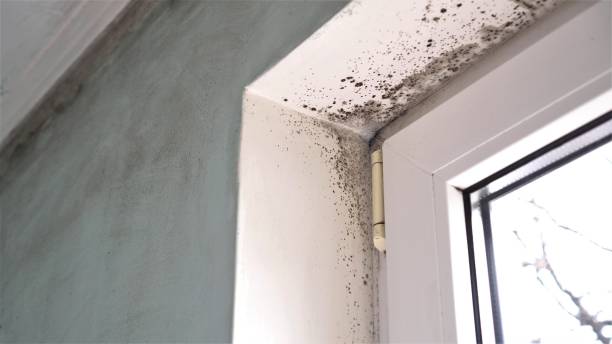 Professional Mold Removal in South Alamo, TX